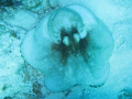   Caribbean Reef Octopus. Octopus  